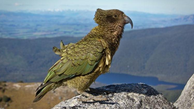 Zo zag reusachtige papegaai die ooit Nieuw-Zeeland bevolkte eruit